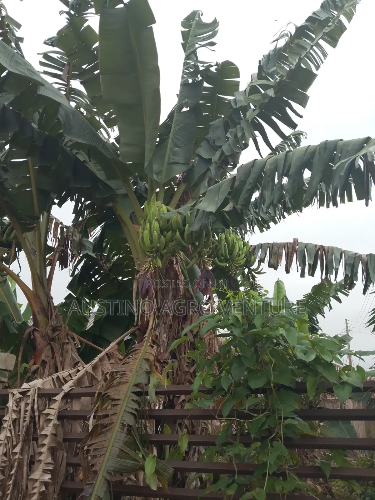 Double Head Plantain Suckers