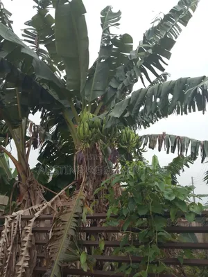 Double Head Plantain Suckers