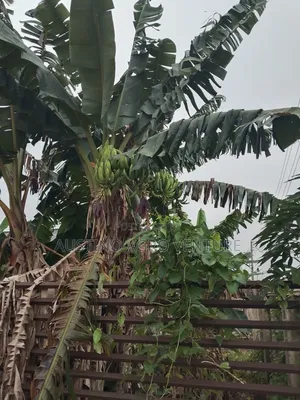 Double Head Plantain Suckers