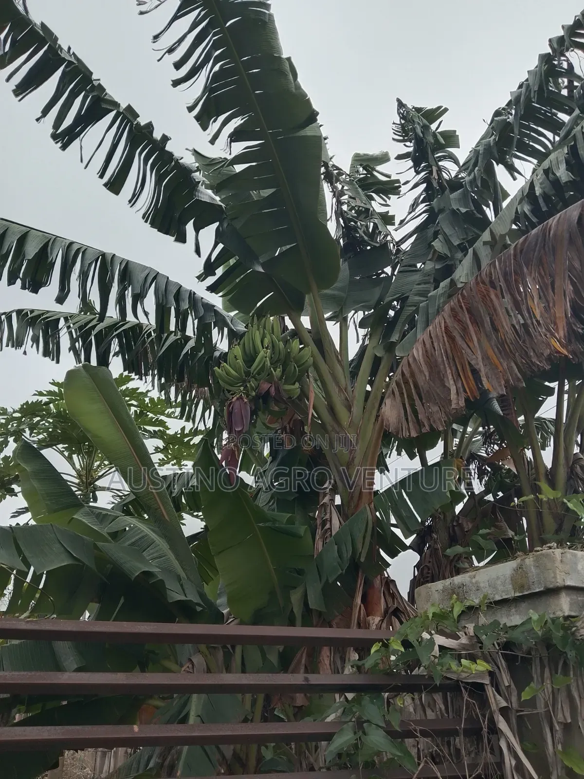 Double Head Plantain Suckers