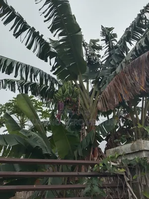 Double Head Plantain Suckers