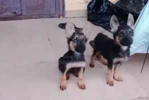 1-3 months Female Purebred German Shepherd