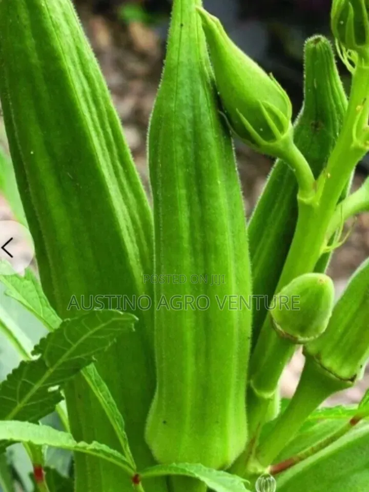 Hybrid Okro Seed