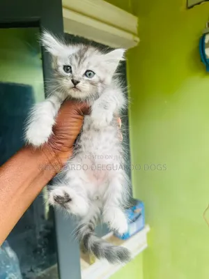 1+ year Female Purebred Persian