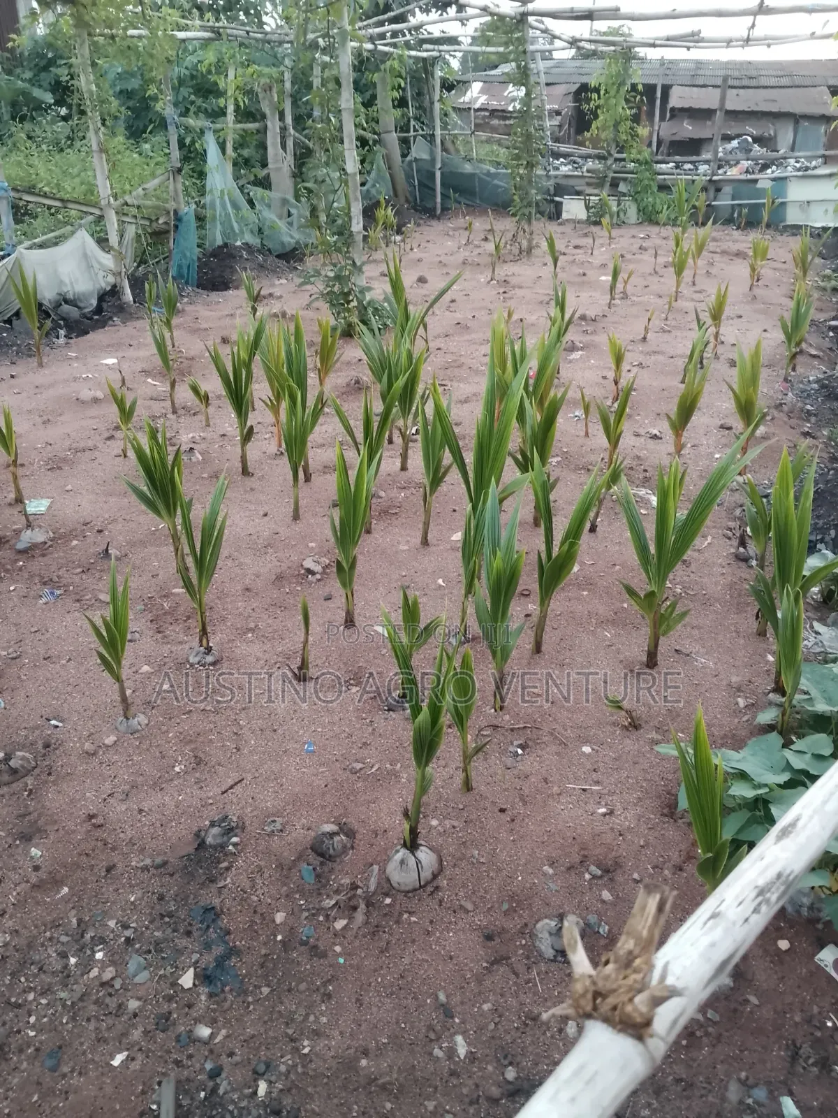 Pure Hybrid Coconut Seedlings