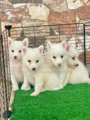 1-3 months Female Purebred American Eskimo