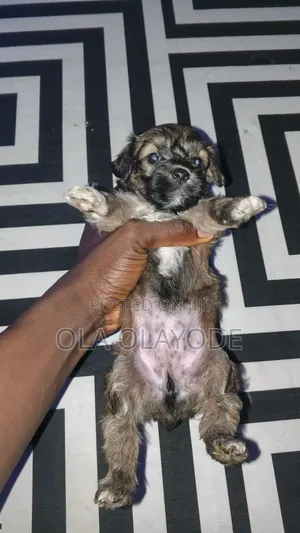 1-3 months Male Purebred Lhasa Apso