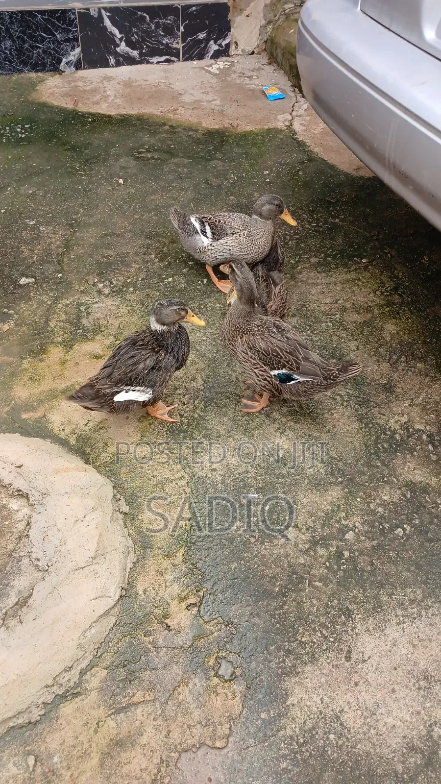 Mallard Ducks