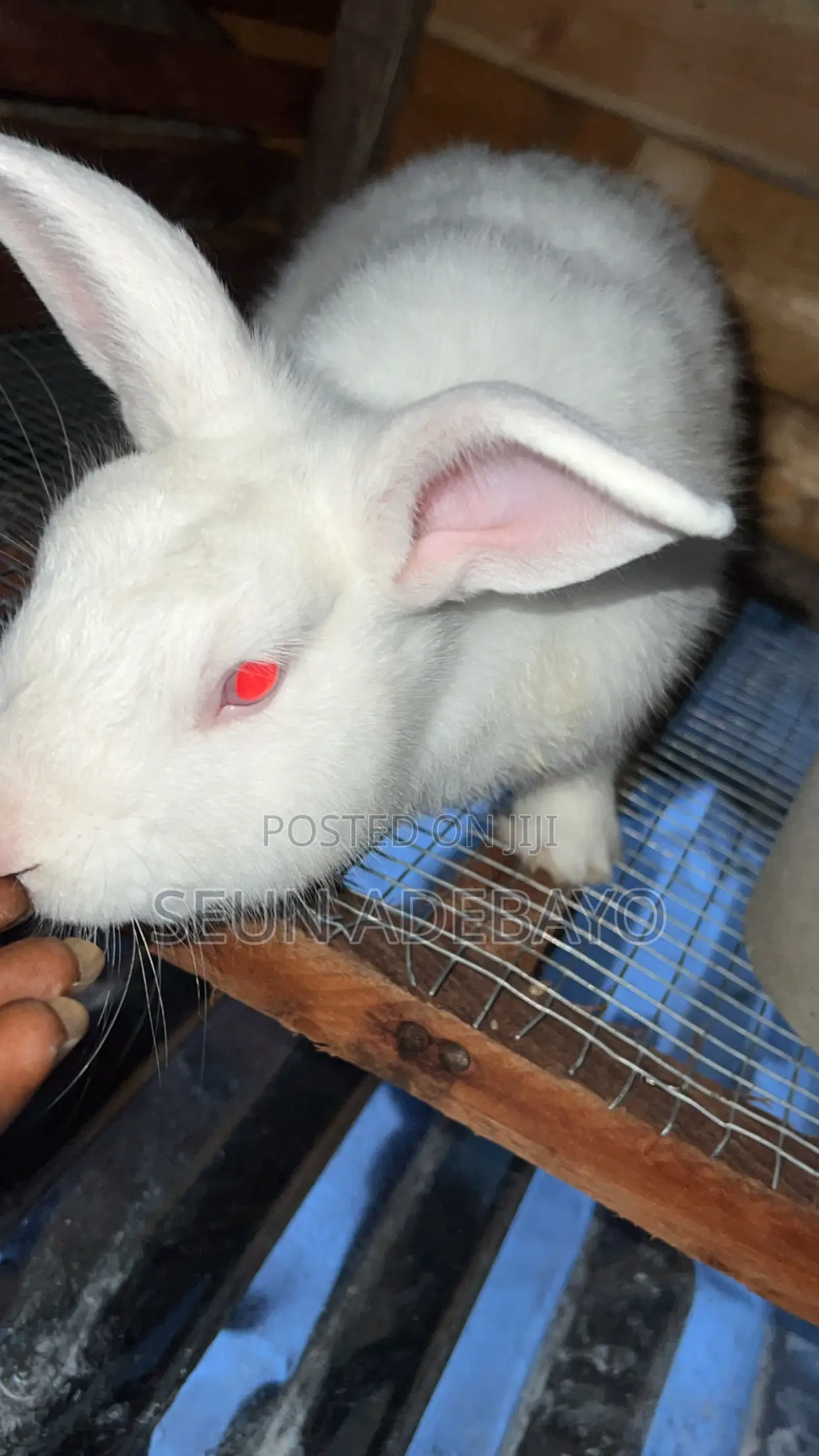 Rabbit for Sales