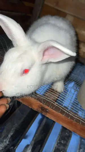 Rabbit for Sales