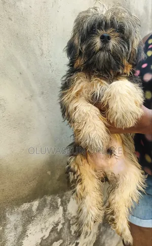 1-3 months Male Purebred Lhasa Apso