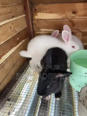 Rabbit for Sales
