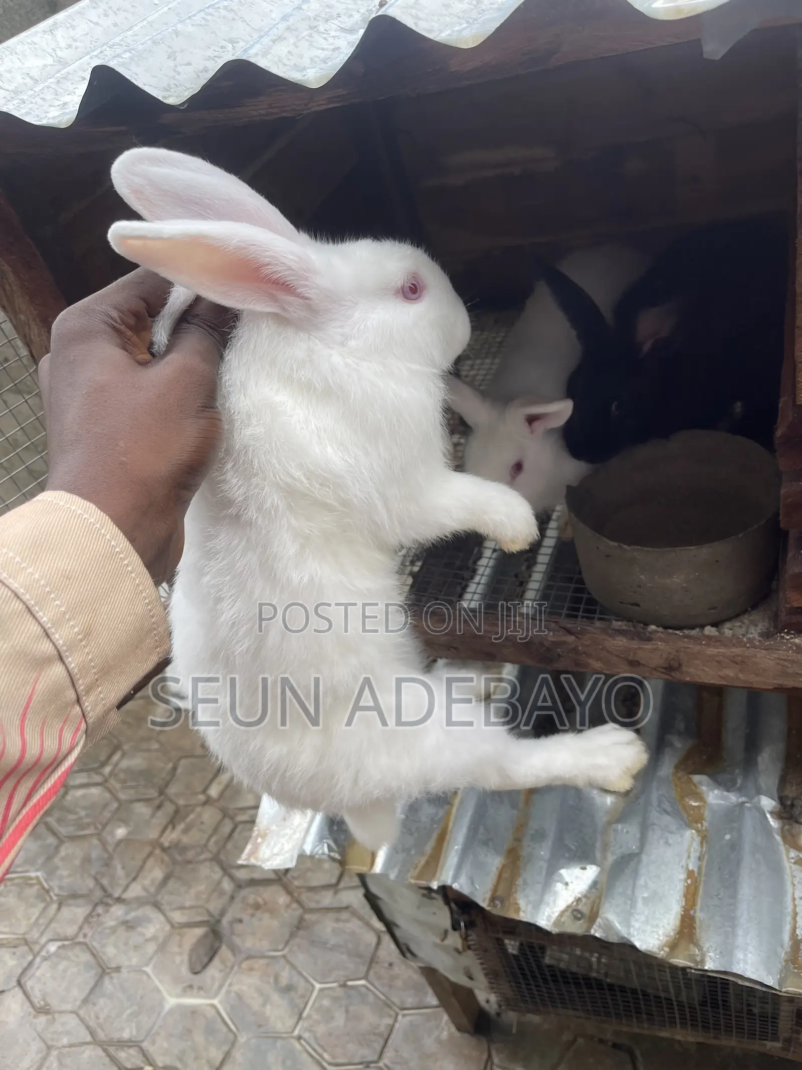 Rabbit for Sales