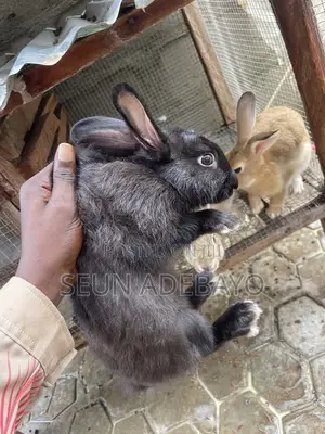 Rabbit for Sales