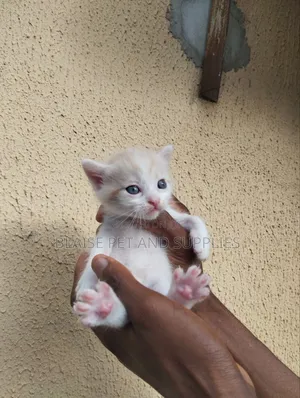 0-1 month Female Mixed Breed American Shorthair