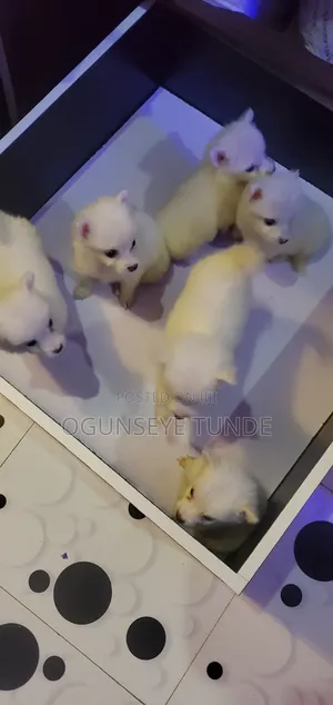 1-3 months Male Purebred American Eskimo