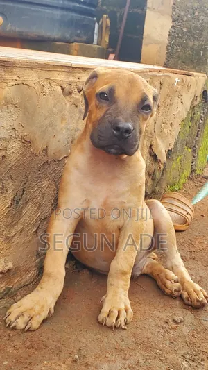 1-3 months Male Purebred Boerboel