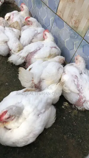 Live Chicken