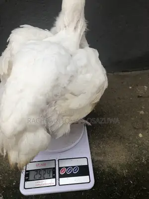 Live Chicken