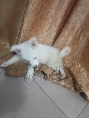 1-3 months Female Mixed Breed Soft Coated Wheaten Terrier