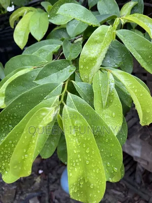 Soursop Leaves for Sale