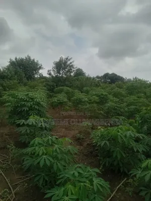 Farmland For Sale In Ogun