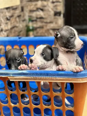 0-1 month Female Purebred American Pit Bull Terrier