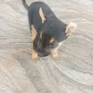 0-1 month Female Purebred German Shepherd