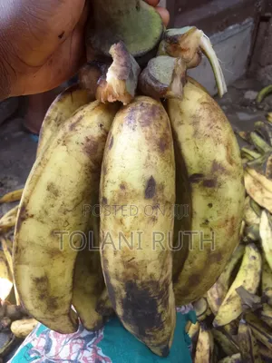 Plantain for Ur Likes