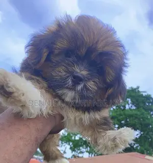 1+ year Female Purebred Lhasa Apso
