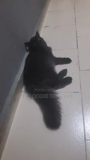 1-3 months Male Purebred Persian