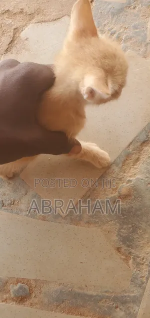 1-3 months Male Mixed Breed Cat
