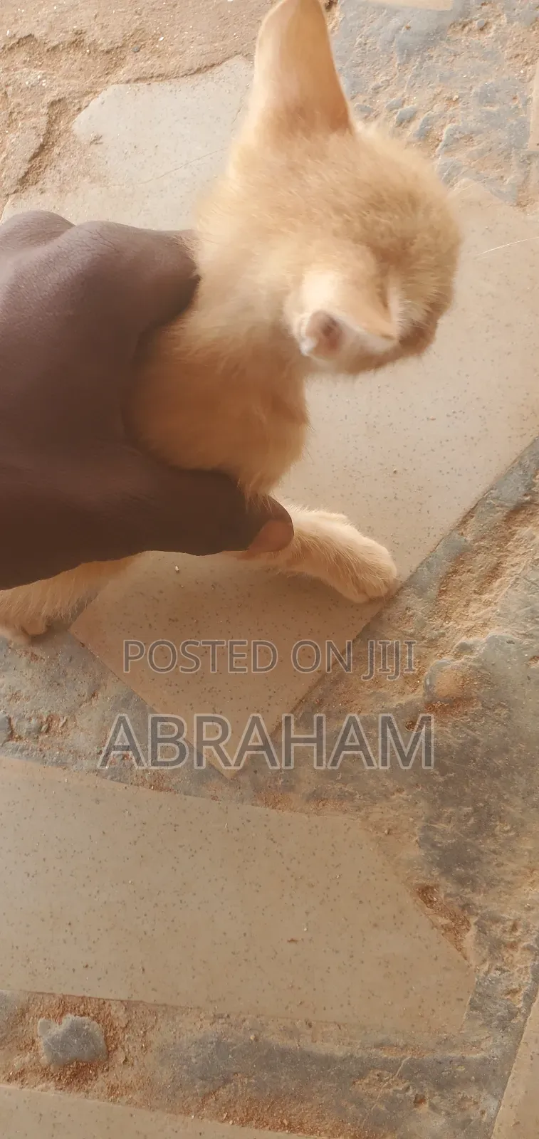 1-3 months Male Mixed Breed Cat
