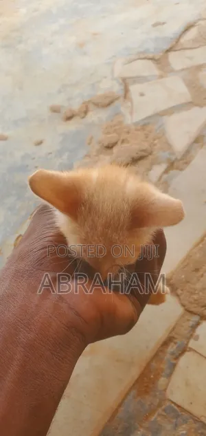 1-3 months Male Mixed Breed Cat