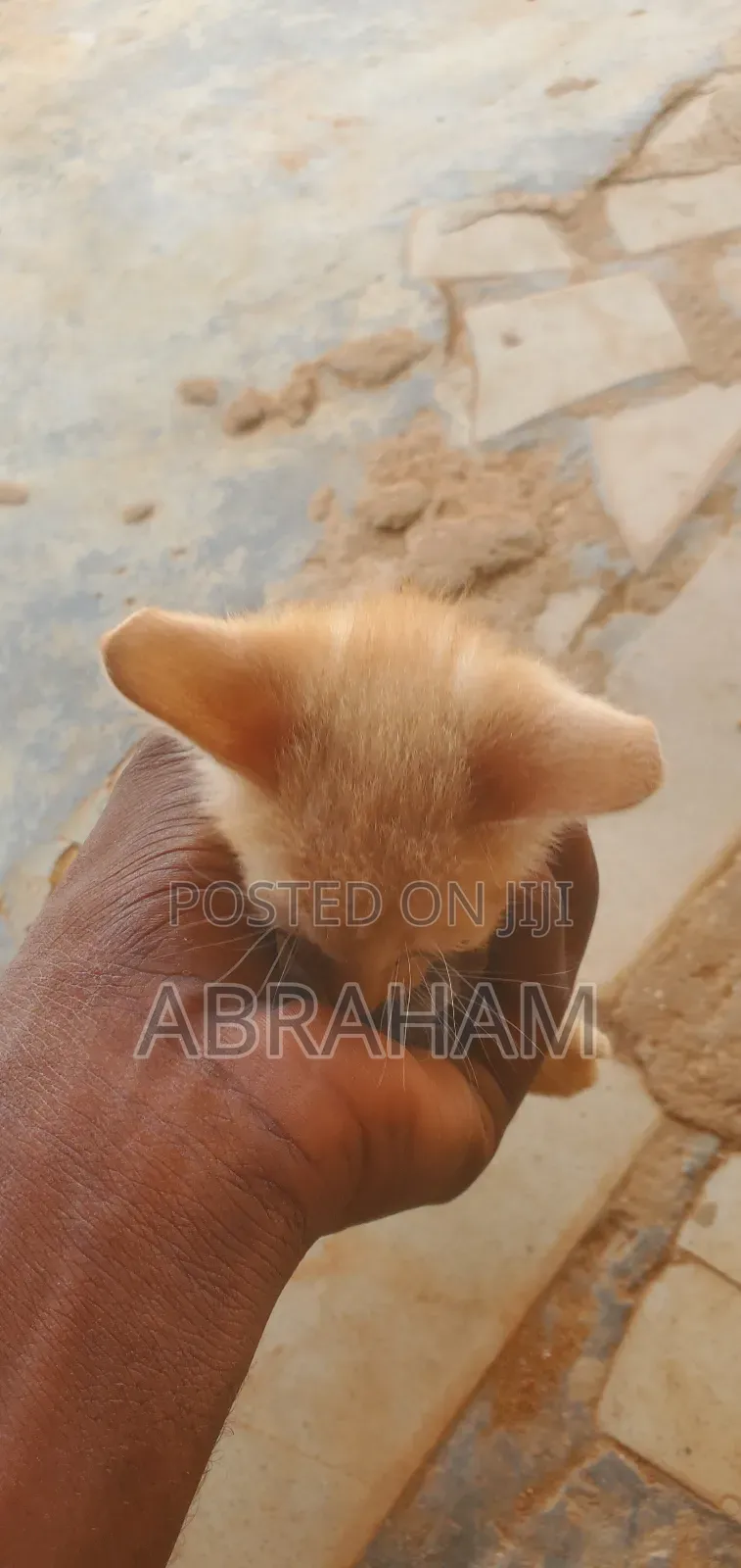 1-3 months Male Mixed Breed Cat