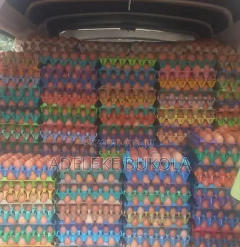 Eggs Straight From Poultry