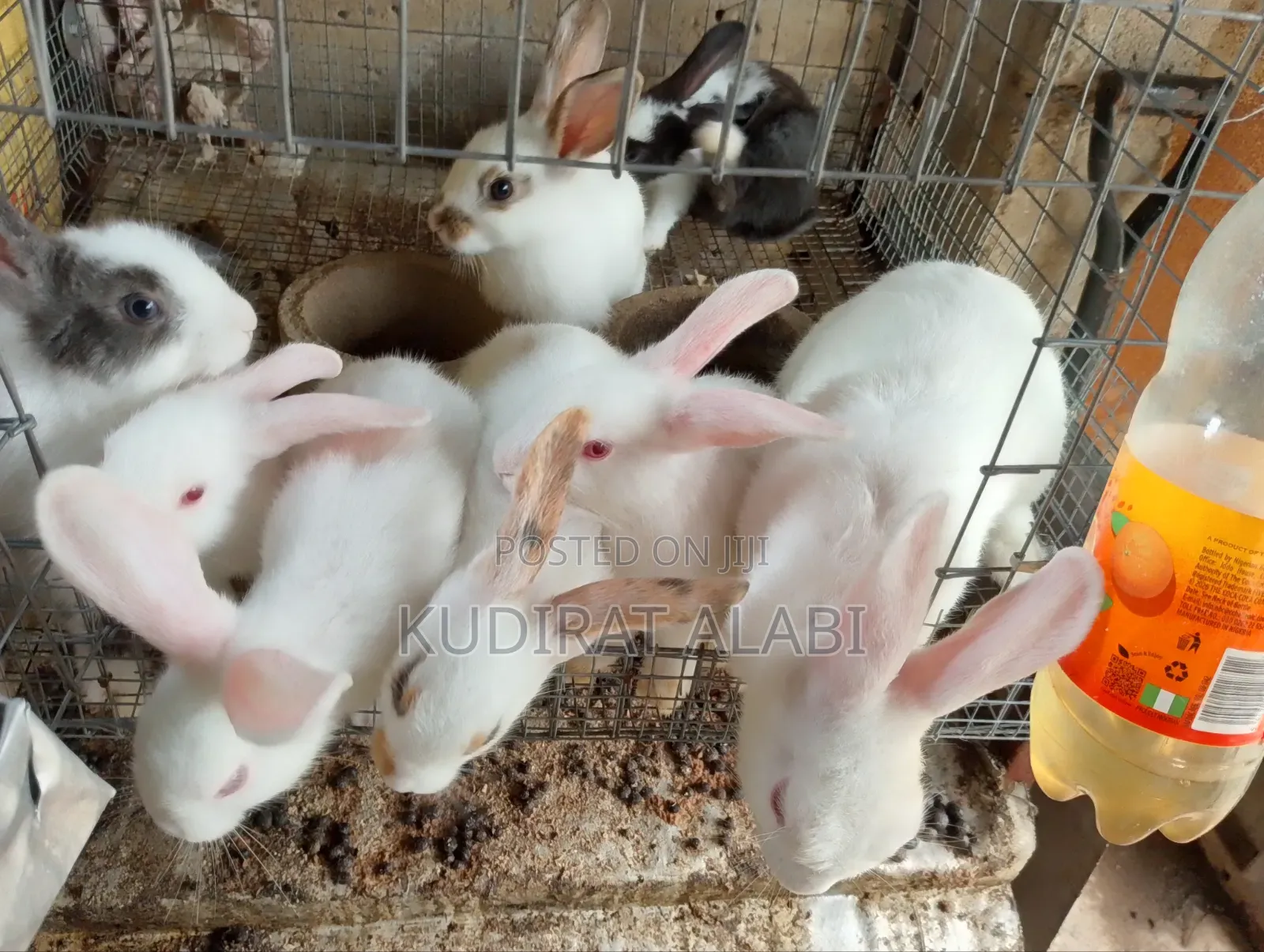 2 Month Old Rabbit