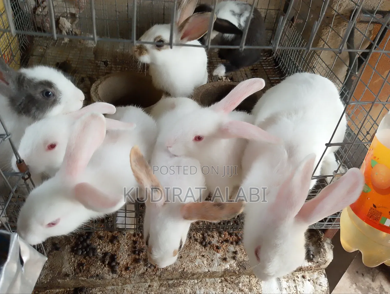 2 Month Old Rabbit