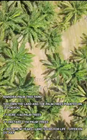 Mandiba Palm Trees Farm Investment