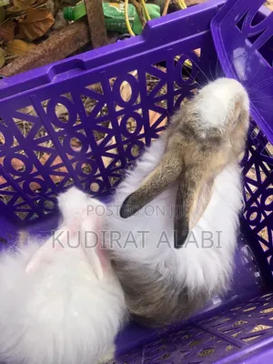 Five Months Old Rabbit for Sale in Mowe