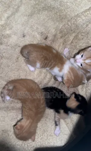 0-1 month Male Mixed Breed American Shorthair