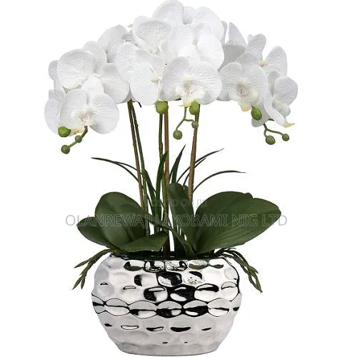 White Phalaenopsis With Silver Pot