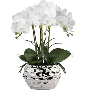 White Phalaenopsis With Silver Pot