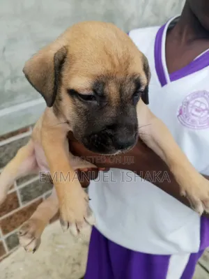 1-3 months Female Purebred Boerboel