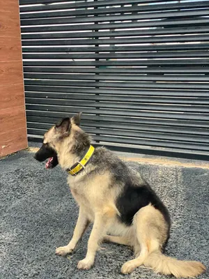 6-12 months Female Purebred German Shepherd