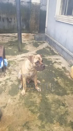 3-6 months Male Purebred Boerboel