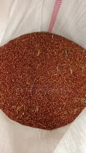 Pigeon Pea Seed