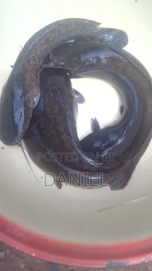 Big Cat Fish