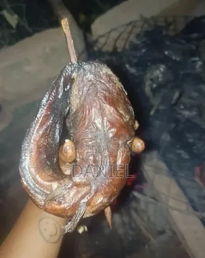 Very Big Cat Fish