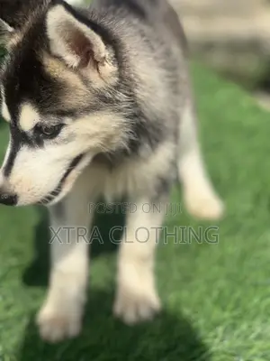 1-3 months Female Purebred Siberian Husky